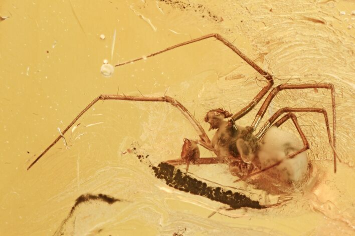 Detailed Fossil Spider (Araneae) In Baltic Amber #275453